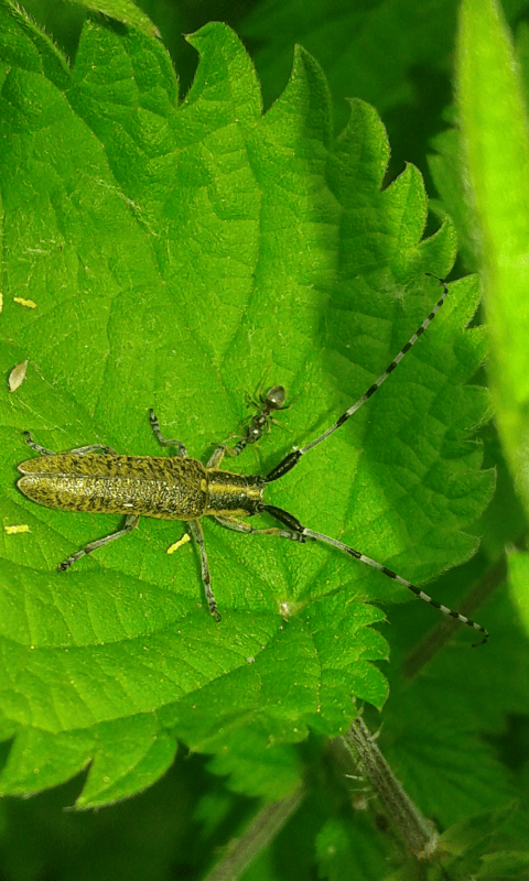 Agapanthia villosoviridescens (Cerambycidae)? S.